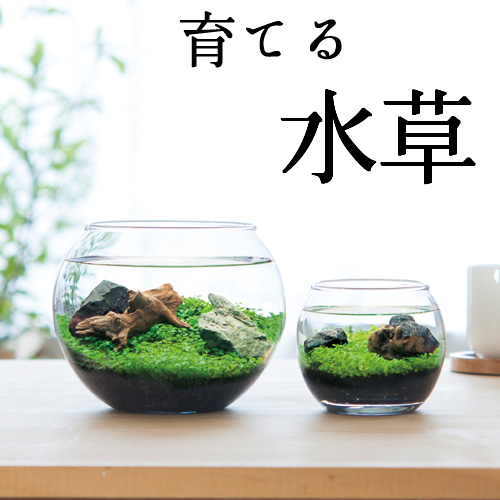 育てる水草 水草栽培キット Sサイズ Gd 812 3月 9月限定 ええもん Navi Av機器 雑貨 日用品など幅広い商品の卸売り 総合仕入れサイト